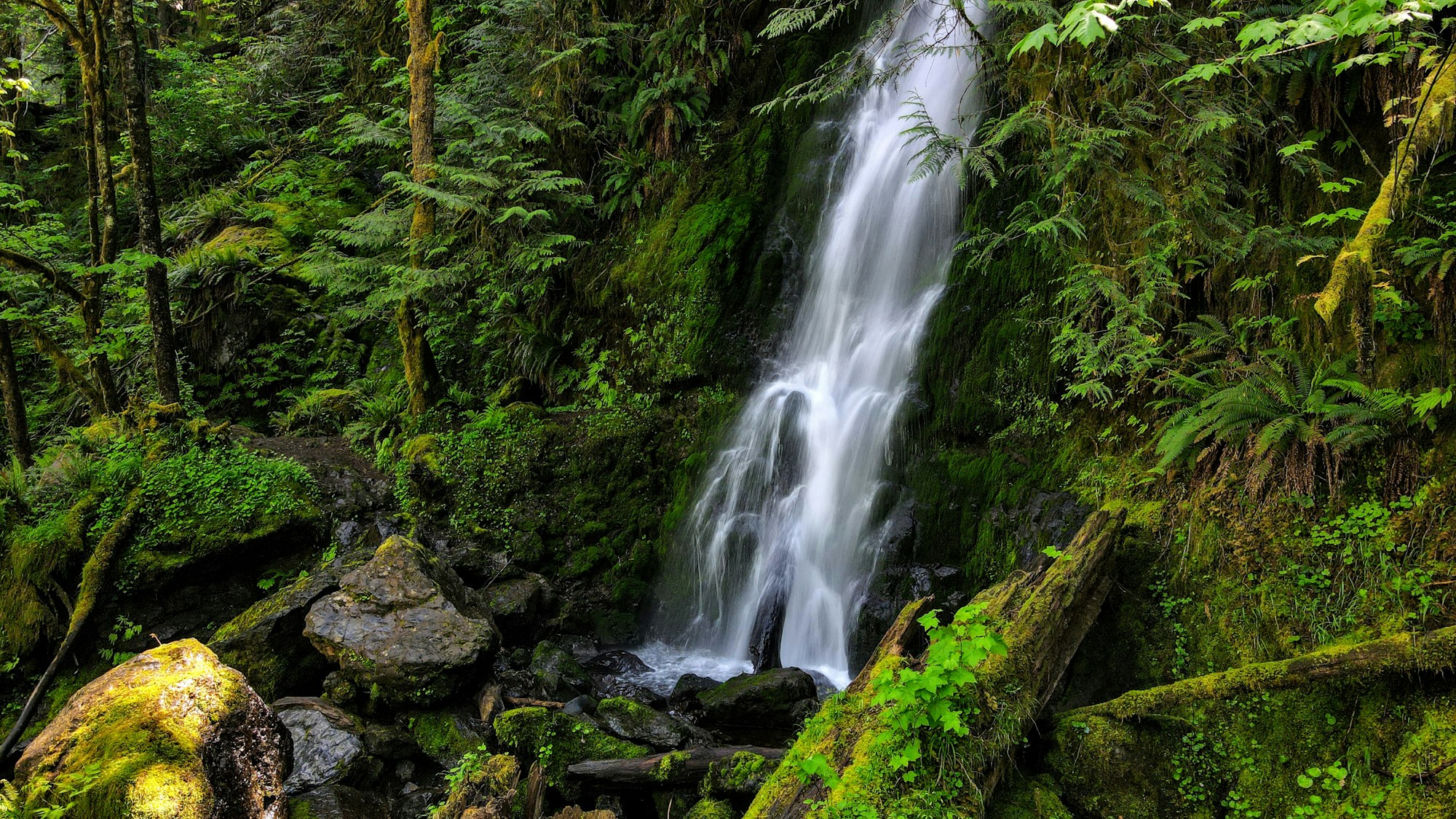 Cascada entre musgos, helechos y vegetación del bosque